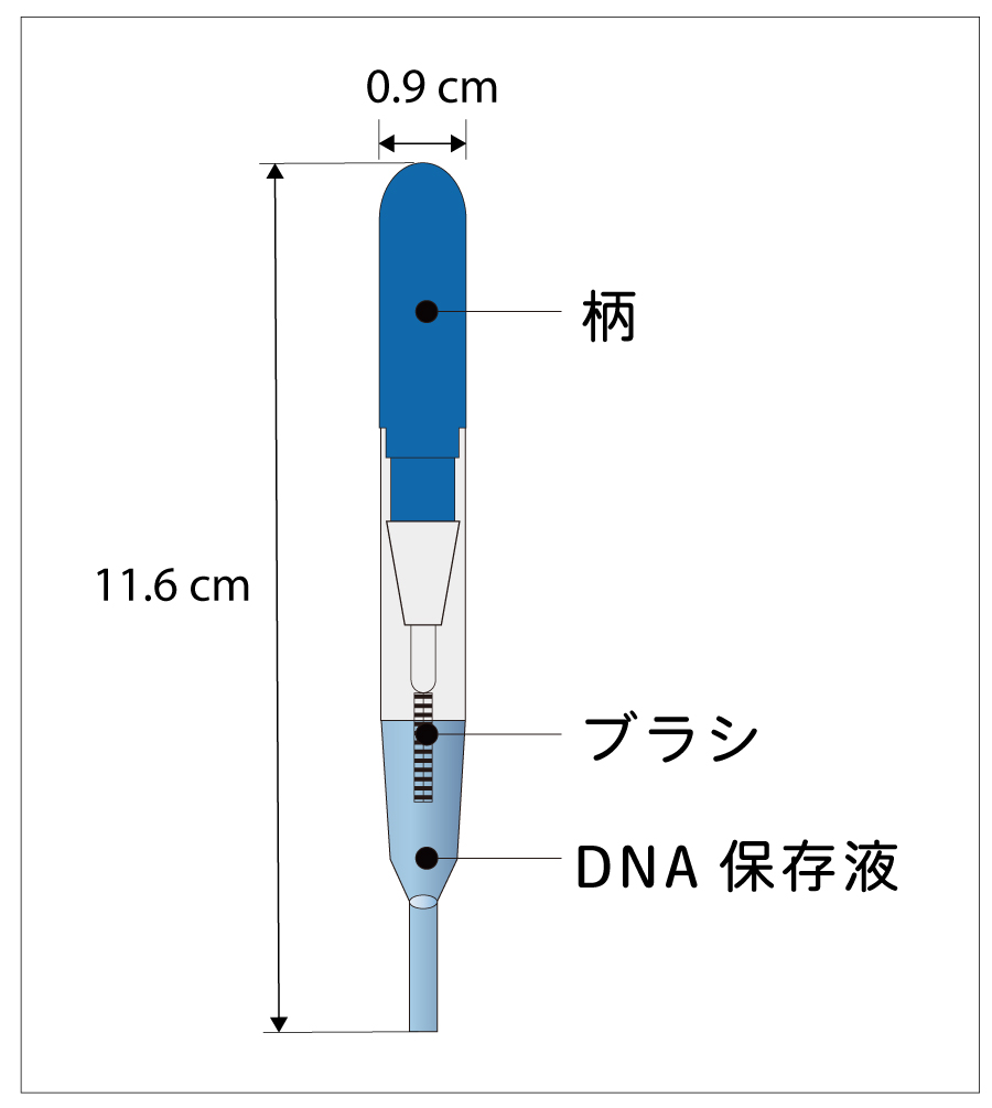 ブラシ型糞便採取キット・容器