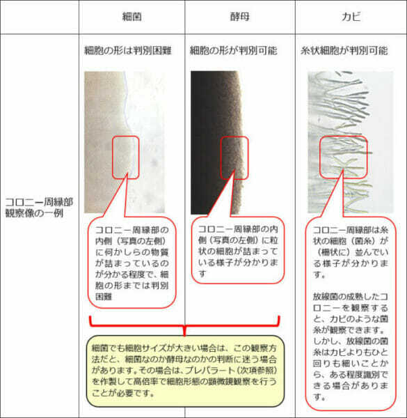 観察倍率 150 倍=接眼レンズ15倍×対物レンズ10倍