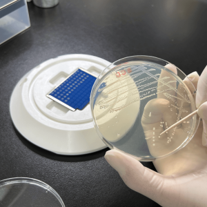 MALDI微生物同定試験（Biotyper）