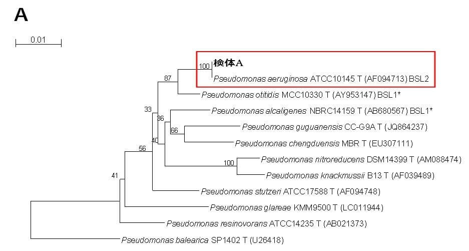 同定結果:Pseudomonas aeruginosa