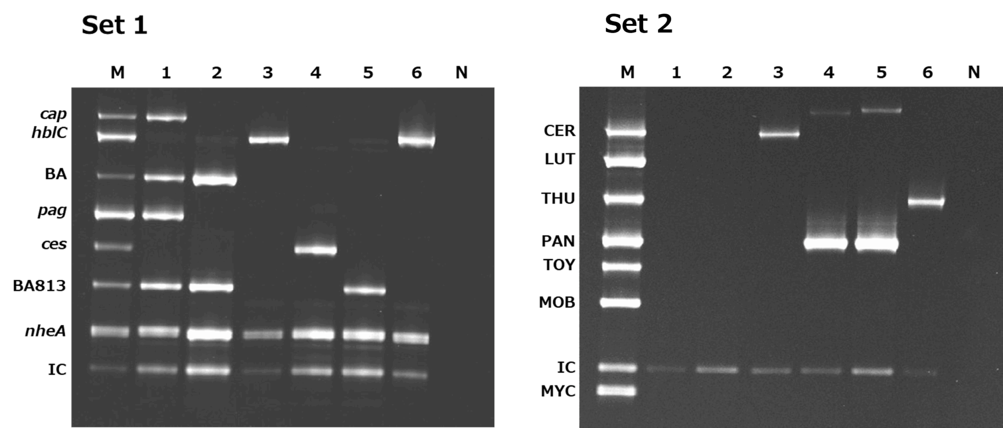 Bacillus cereus group Multiplex PCR 試験