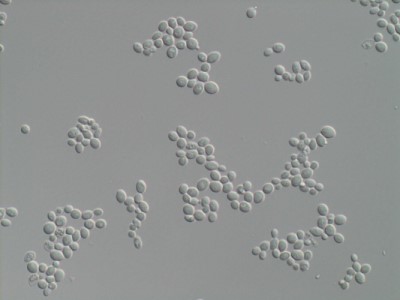 Saccharomyces cerevisiae2