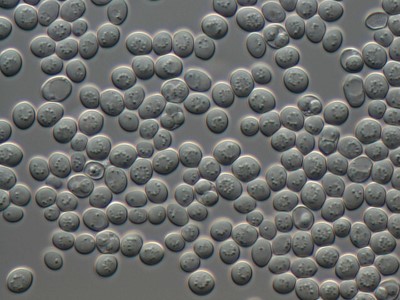 Saccharomyces cerevisiae3