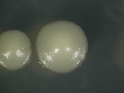 Saccharomyces cerevisiae5