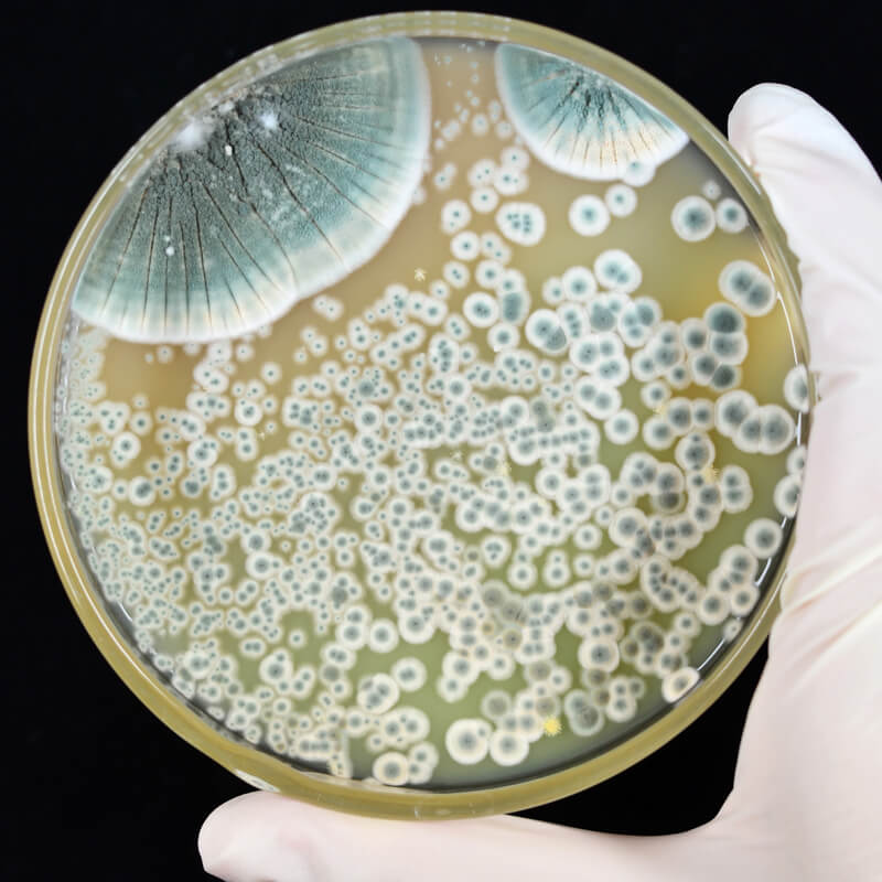 カビ 微生物試験