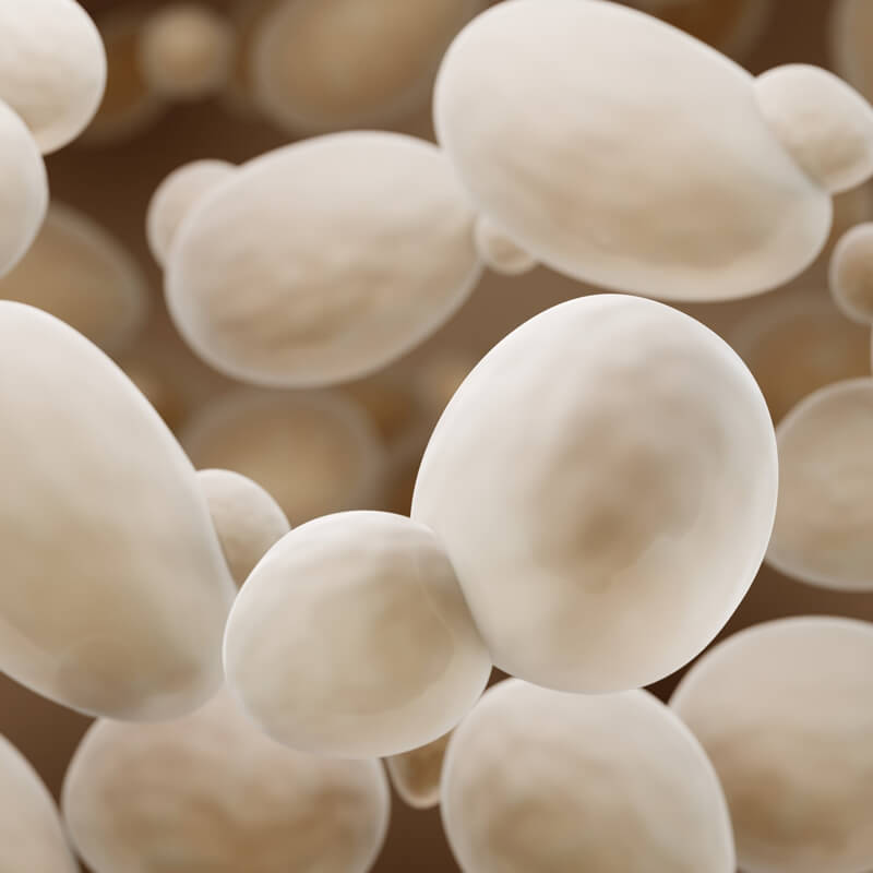 酵母 微生物試験