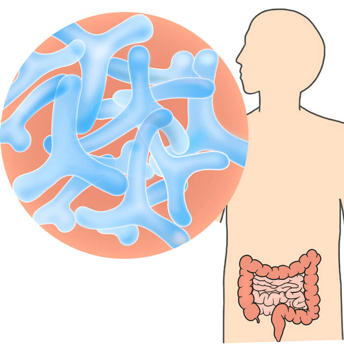 生体関連 微生物群集構造解析／菌叢解析／糞便理化学分析