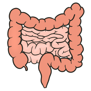 腸内環境研究の受託サービス／糞便中有機酸（短鎖脂肪酸）分析、腸内細菌叢解析