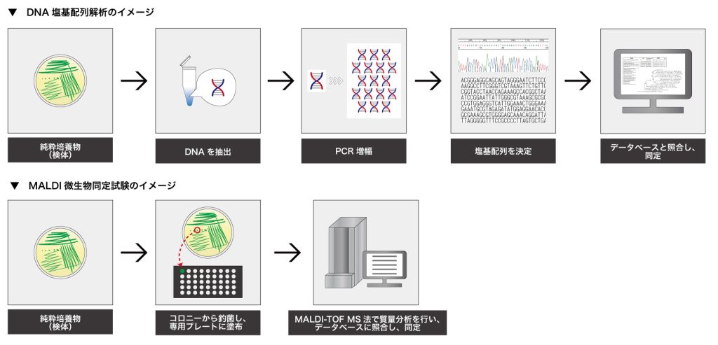 DNA塩基配列解析とMALDI微生物同定試験