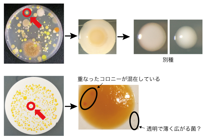 MALDI_他の試験で使用された検体