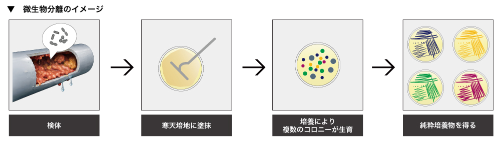 微生物分離_配管