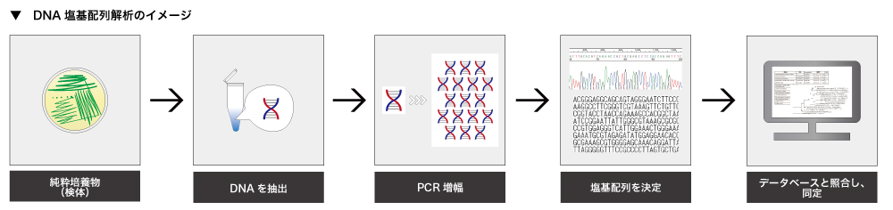 DNA塩基配列解析