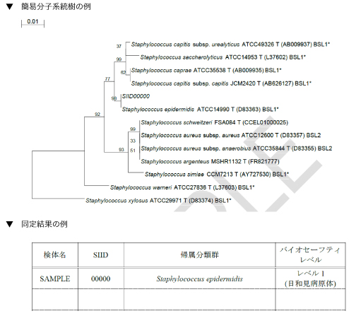DNA塩基配列解析